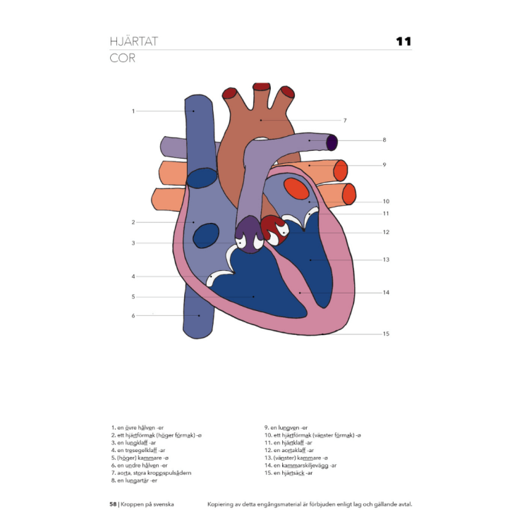 Kroppen på svenska - język szwedzki medyczny